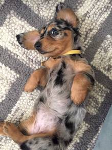 RRS-5000 Mini Dachshund Long haired merle tan pet