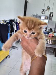 Rehome kitten