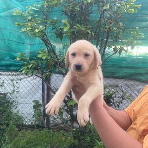 Labrador puppy