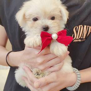 Maltese