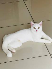 Non Standard Munchkin Female Kitten Cat Kuching