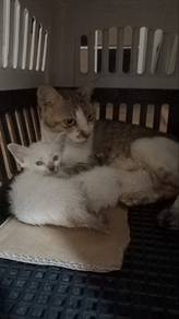cats for adoption (free)