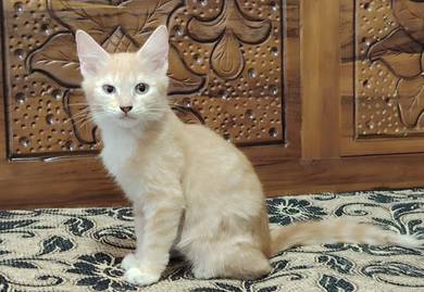 Domestic Medium Hair (Orange Kitten) 