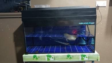 fish tank 3ft