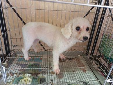 Toy Poodle white Female Adoption with fees