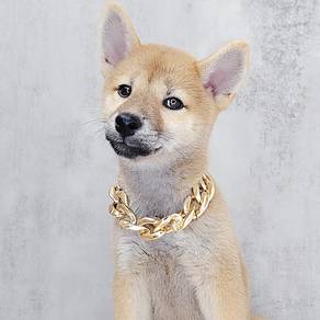 Shiba