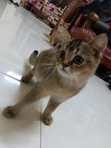BSH Black Golden