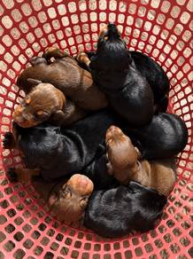 Pure Breed Big Size Doberman