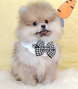 Pomeranian