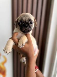 pug