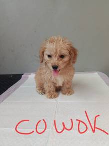 poodle