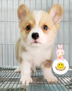 TT300 Welsh Corgi brown & white haired puppy