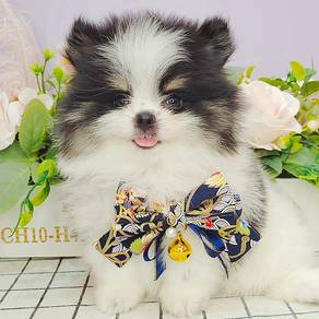 Pomeranian