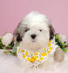 Shih Tzu