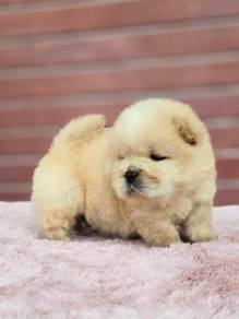 Chow Chow