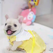 French  Bulldog