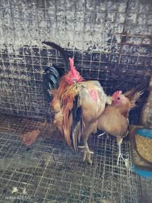 Ayam Serama baka selam