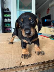 Daschunds