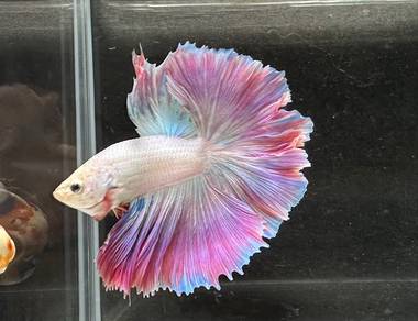 Thailand Competition Grade betta fish