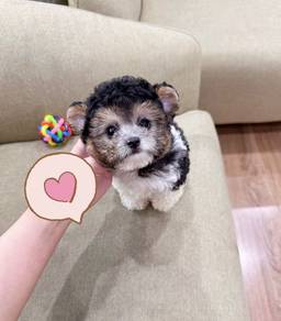 POODLE PUPPIES s161🧸 Female - Tricolor Poodle