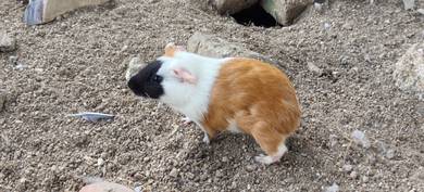 arkus/guinea pig 