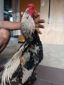 Ayam Sabung 