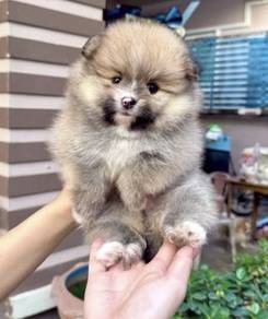 POMERANIAN PUPPIES P119 available cute cute