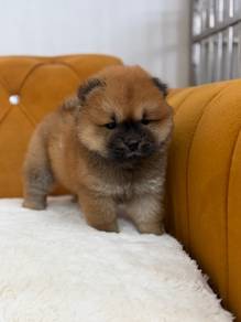 Chow Chow