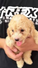 cavapoo available