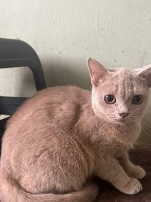 cat for rehome