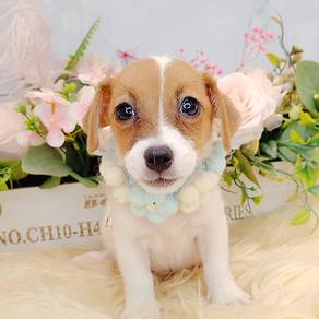 Jack Russell