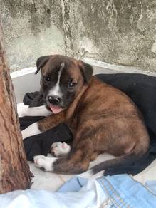 adopt puppy for free