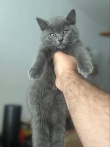 two British shorthair
