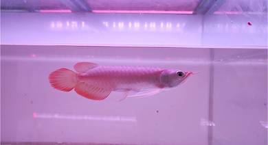 Arowana Super Red 8~9inchi