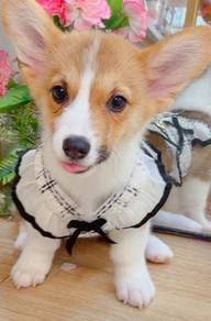 Welsh Corgi