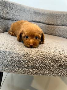 maltipoo female1