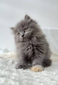 Blue-cream female (British Longhair), 2 months old