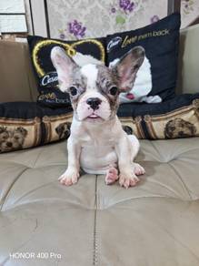 French bulldog