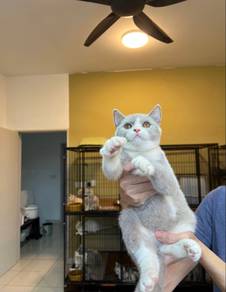 British Shorthair Cat Kitten