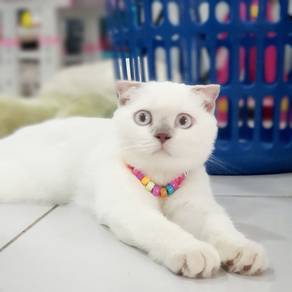 female bsh scottish 3 bulan