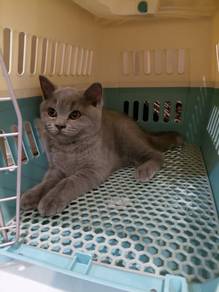 BSH Kitten For Sale