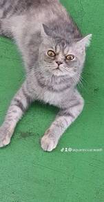 Persian mix cat.
