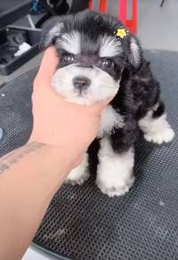 Schnauzer