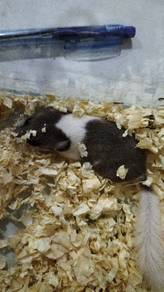 dormouse 