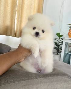 POMERANIAN PUPPIES A160 🌻 Sort of shine Male