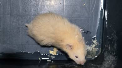 Girl Syrian Hamster age 2 month
