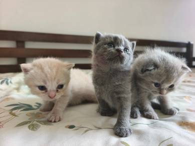 Bsh kitten for sale