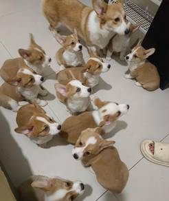 Welsh Corgi