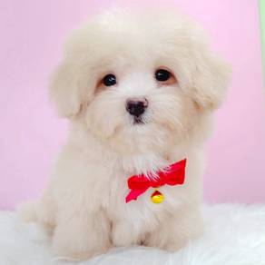 Maltipoo TOY
