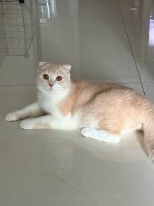 Male BSH + Scottish Fold
